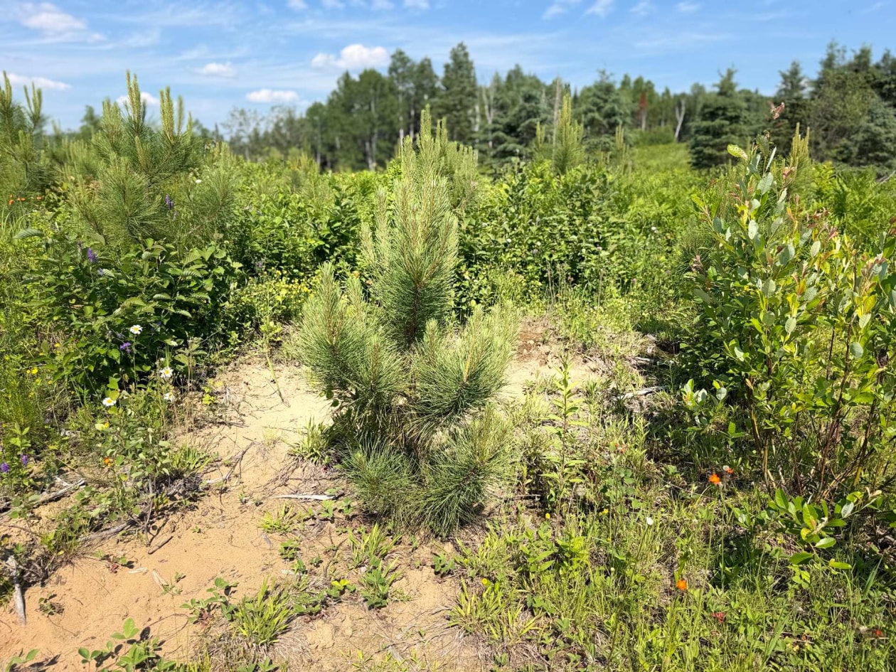 Photo 4 — Ch. St-Joseph, Trois-Rives