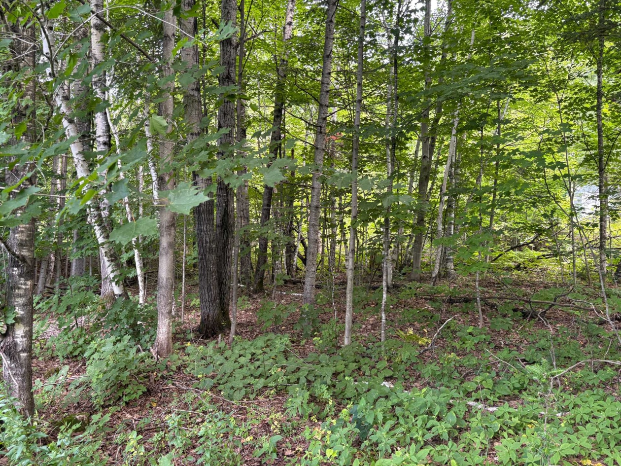 Terrain — Ch. du Lac-Hénault N., Mandeville