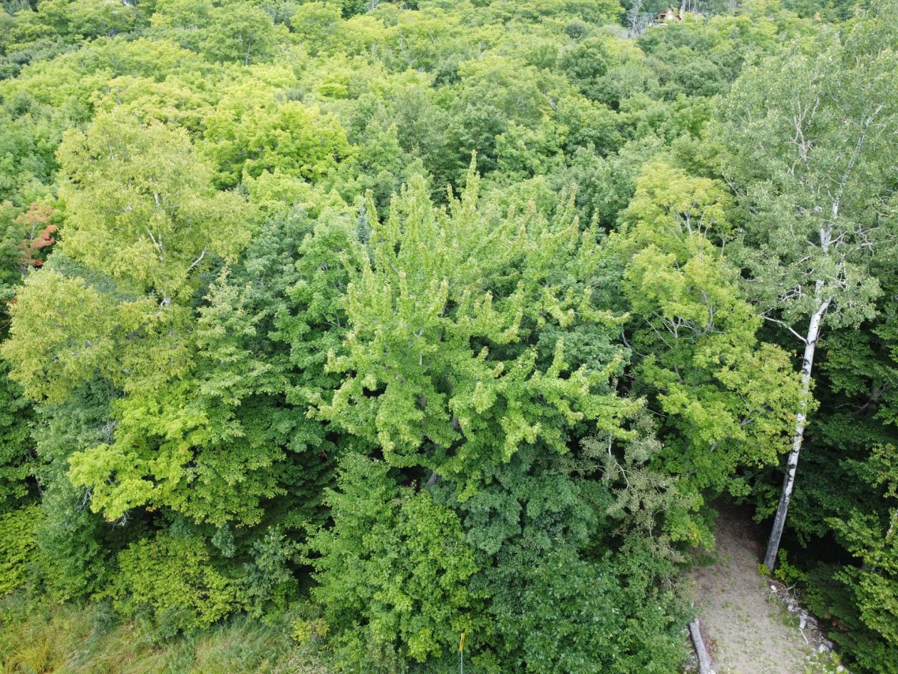 Photo aérienne — Ch. Jacques-Labrecque, Petite-Rivière-Saint-François