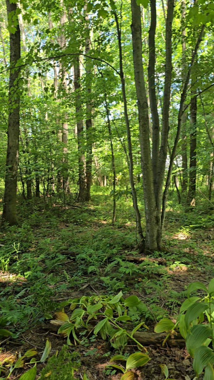 Vue d'ensemble — Rue Montagne, Lac-Brome