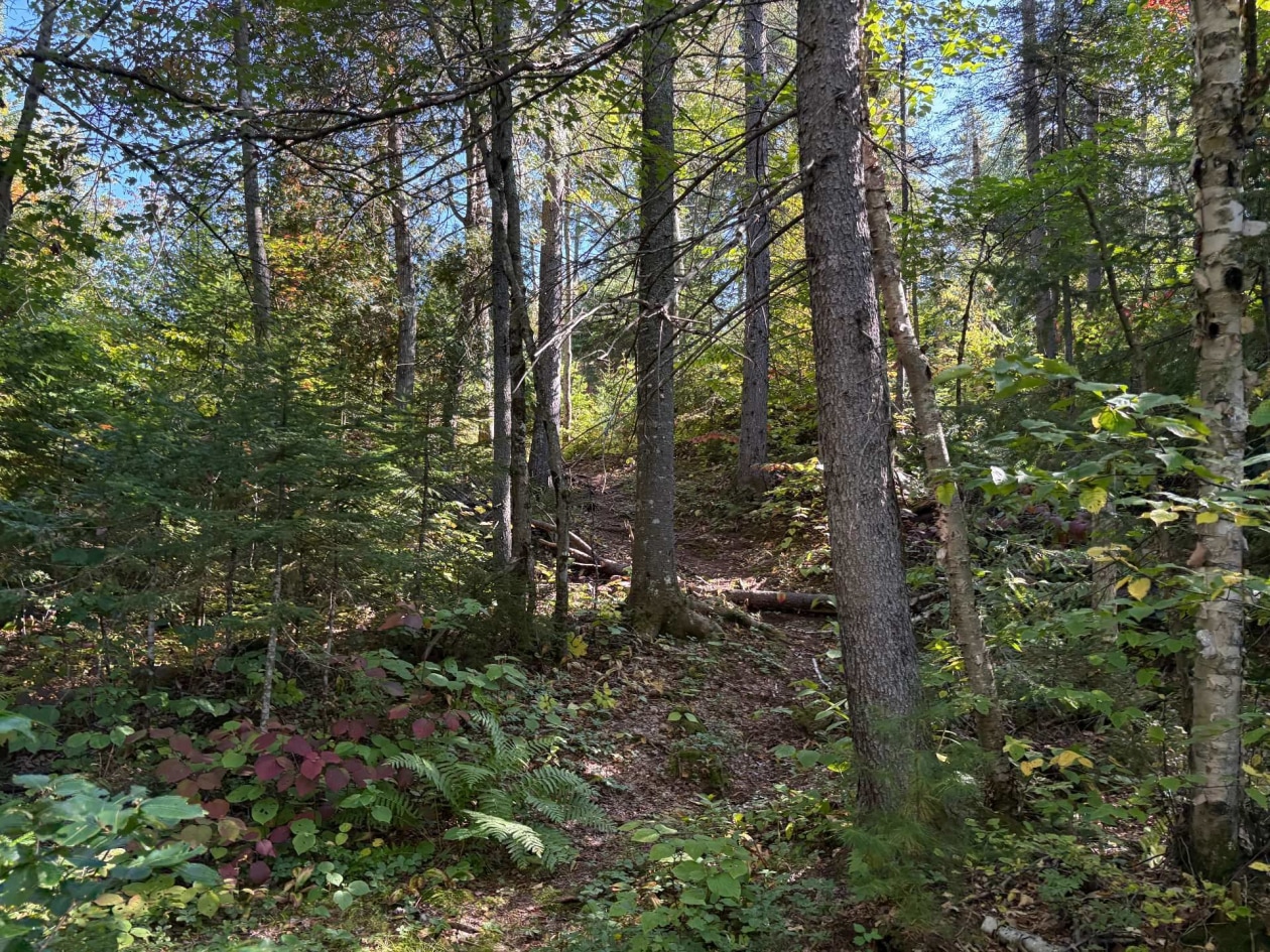 Terrain — Ch. du Lac-Migué, Saint-Damien