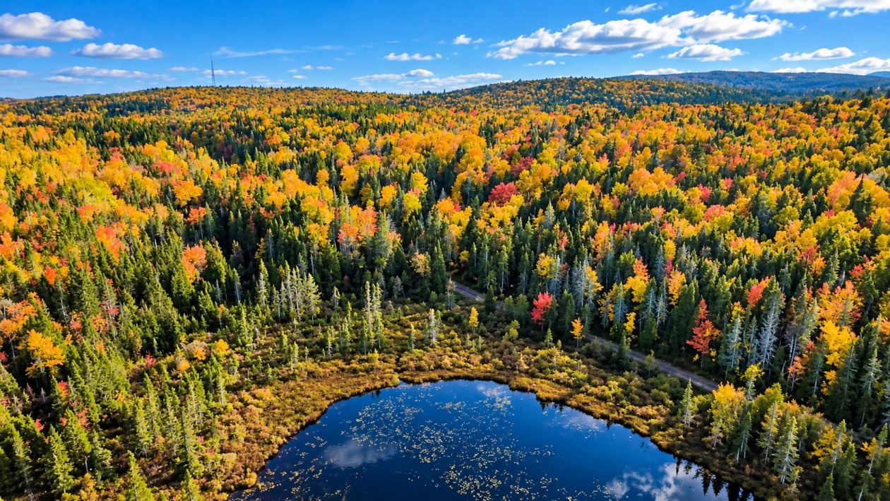 Vue d'ensemble — Route Lebrun, Port-Daniel/Gascons