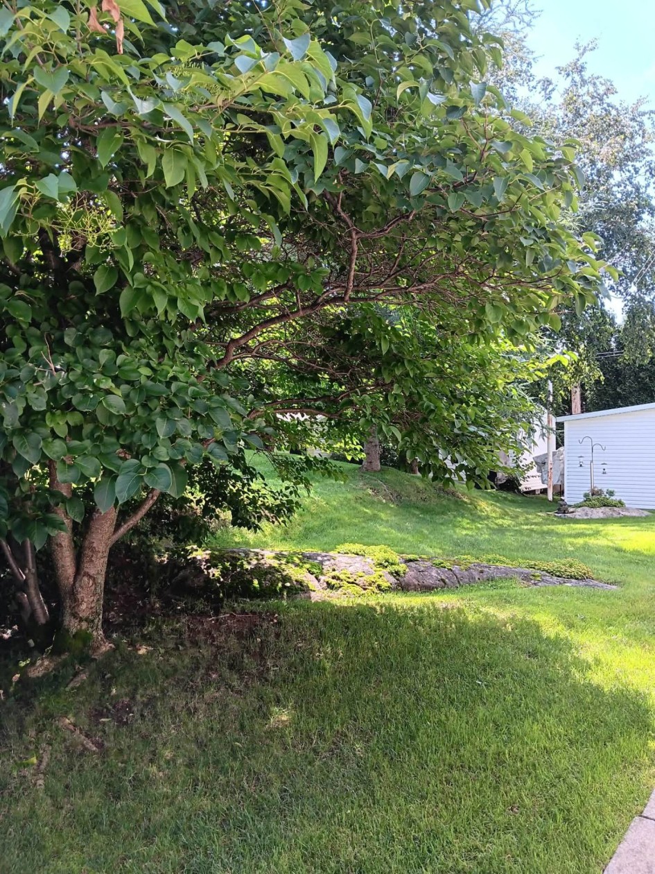 Extérieur — 3421 Rue Cabot, Saguenay