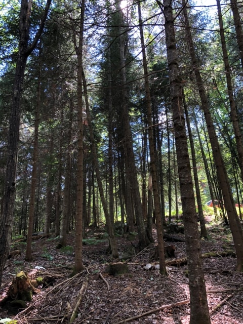 Terrain — ch des sureaux, nominingue, J0W 1R0, nominingue