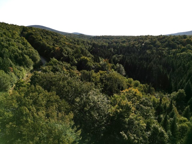 Vue d'ensemble — 91 chemin Rat Musqué, Notre-Dame-des-Bois, J0B 2E0, Notre-Dame-des-Bois