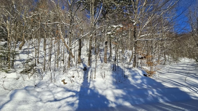 Photo 4 — Chemin des bouleaux, Saint-Adoplhe-D'Howard, J0T 2B0, Saint-Adoplhe-D'Howard