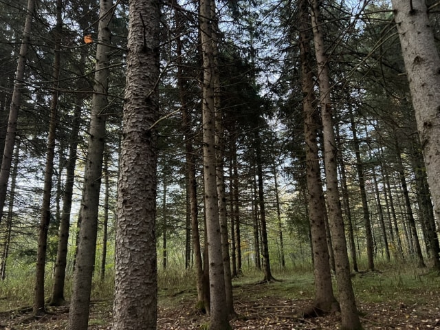 Terrain — Rue du Tournesol , Shefford, J2M 1K9, Shefford