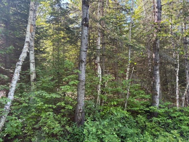 Terrain — Ch. du Lac-Corbeau, Saint-Damien, J0K2E0, Saint-Damien