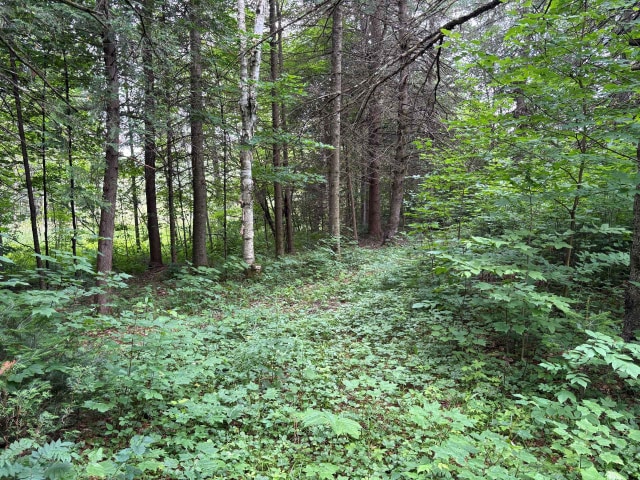 Terrain — Ch. de Ste-Béatrix, Sainte-Béatrix, J0K1Y0, Sainte-Béatrix