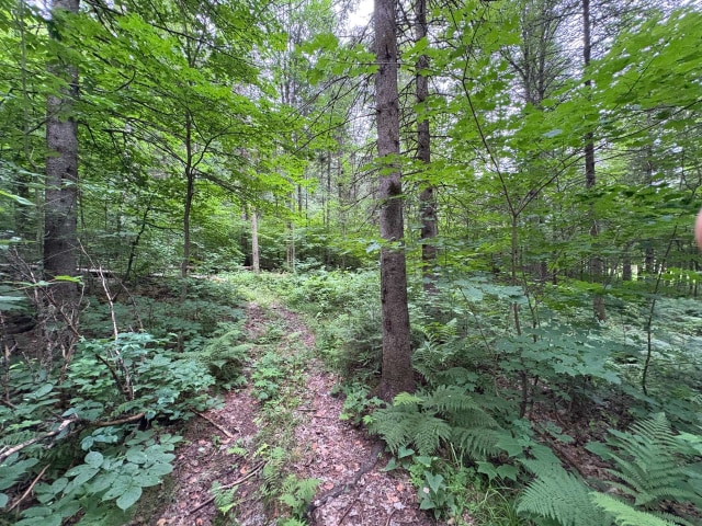 Terrain — Ch. de Ste-Béatrix, Sainte-Béatrix, J0K1Y0, Sainte-Béatrix