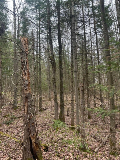 Terrain — Rg Ste-Anne, Saint-Norbert