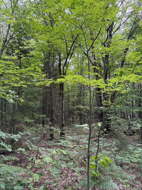 Terrain — Rg Ste-Anne, Saint-Norbert