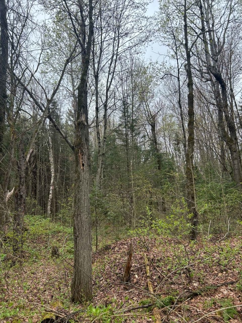 Terrain — Rg Ste-Anne, Saint-Norbert