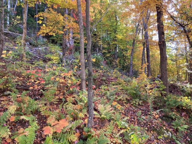 Terrain — Ch. de l'Orignal, Sainte-Thècle