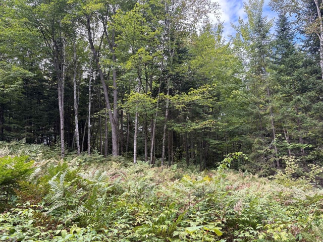 Terrain — Ch. du Vallon, Saint-Jean-de-Matha