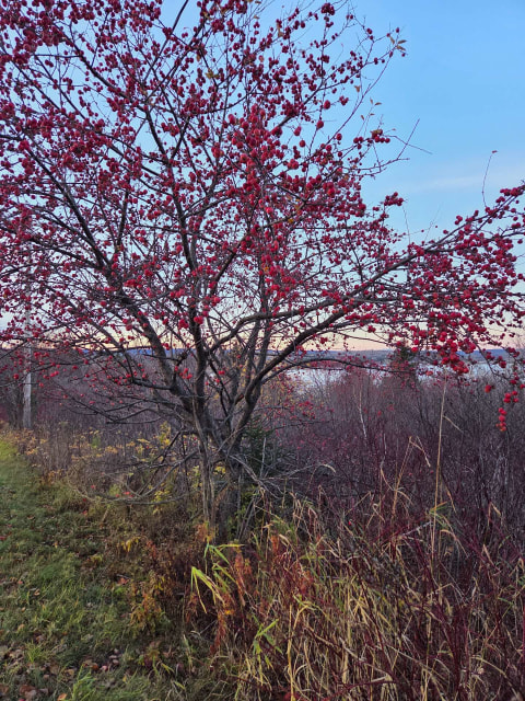 Vue d'ensemble — Route de la Pointe, Port-Daniel/Gascons
