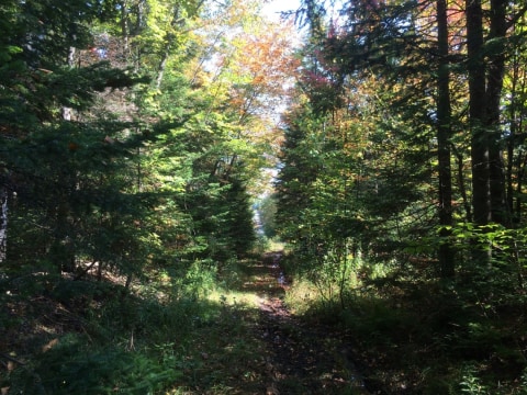 Terrain