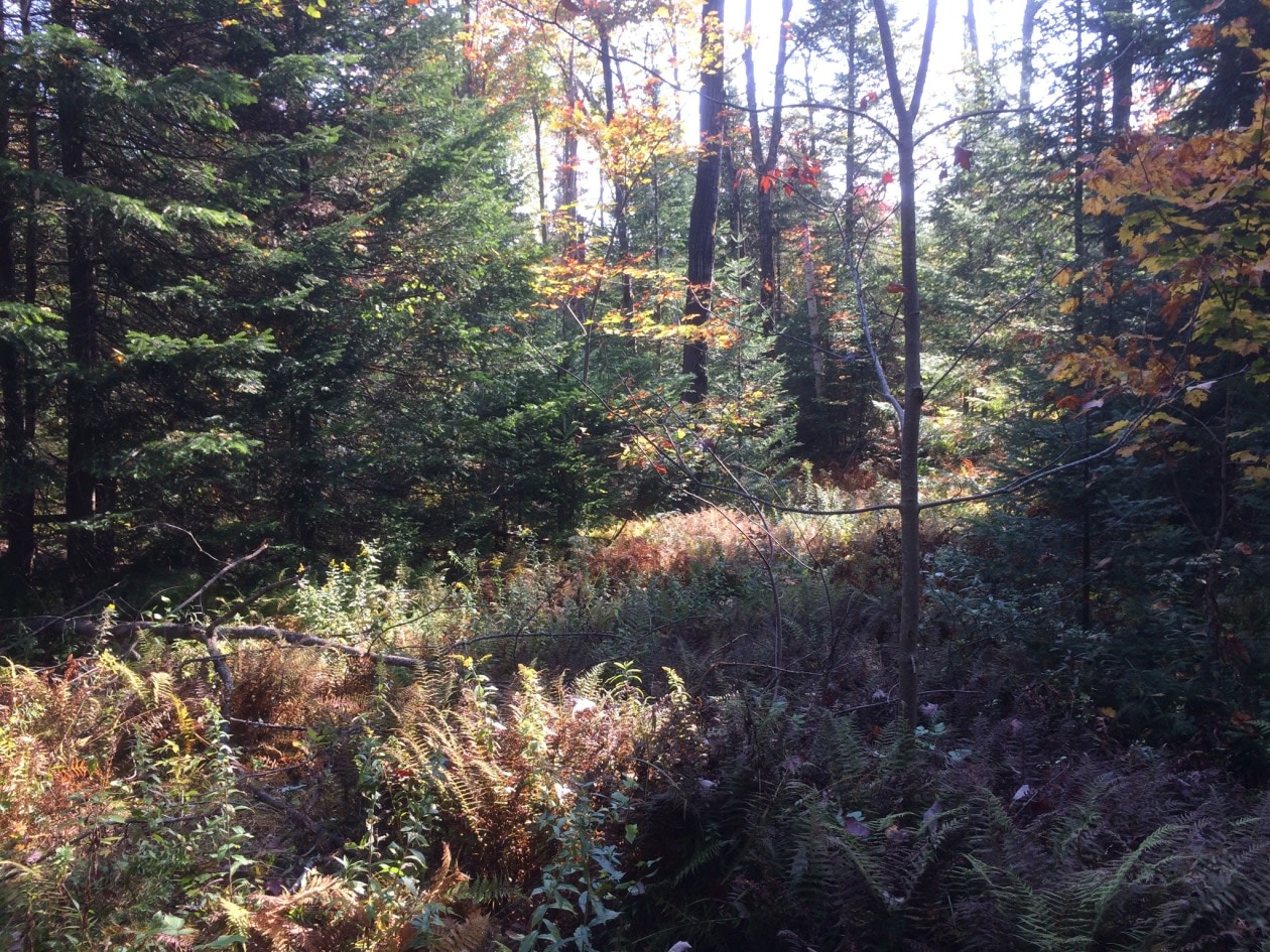 Terrain