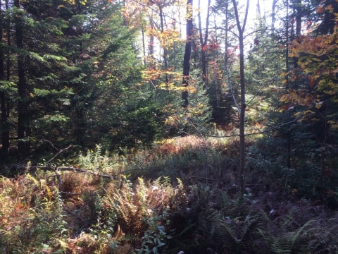 Terrain