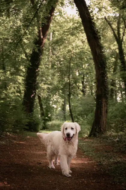 Photographe d'animaux en Eure-et-Loir
