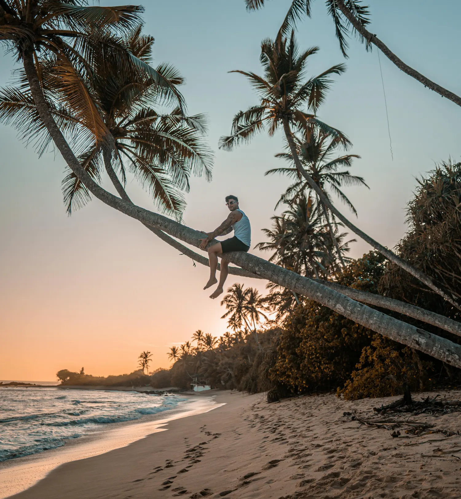 Palm trees in Sri Lanka