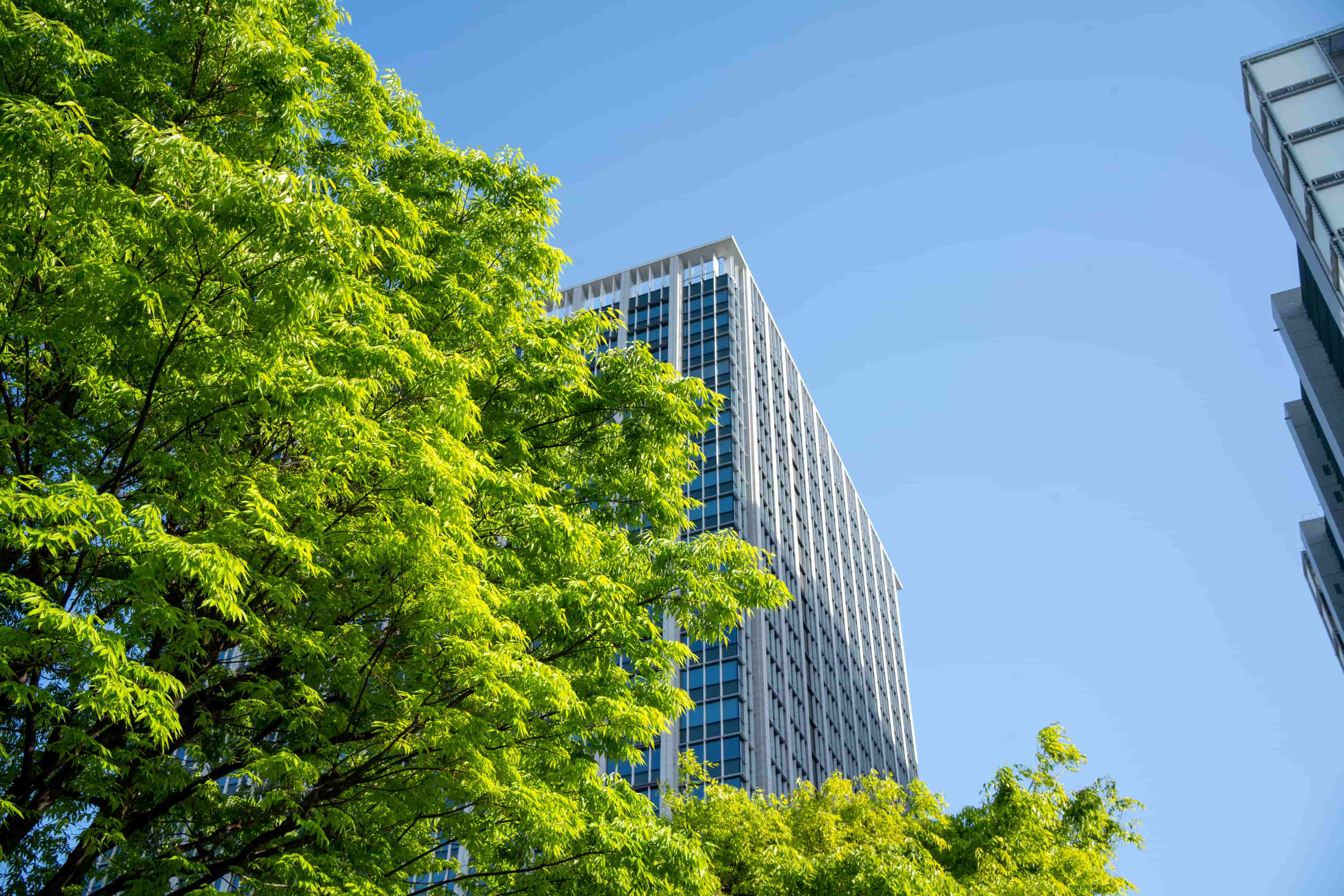 Tree in front of a downtown building