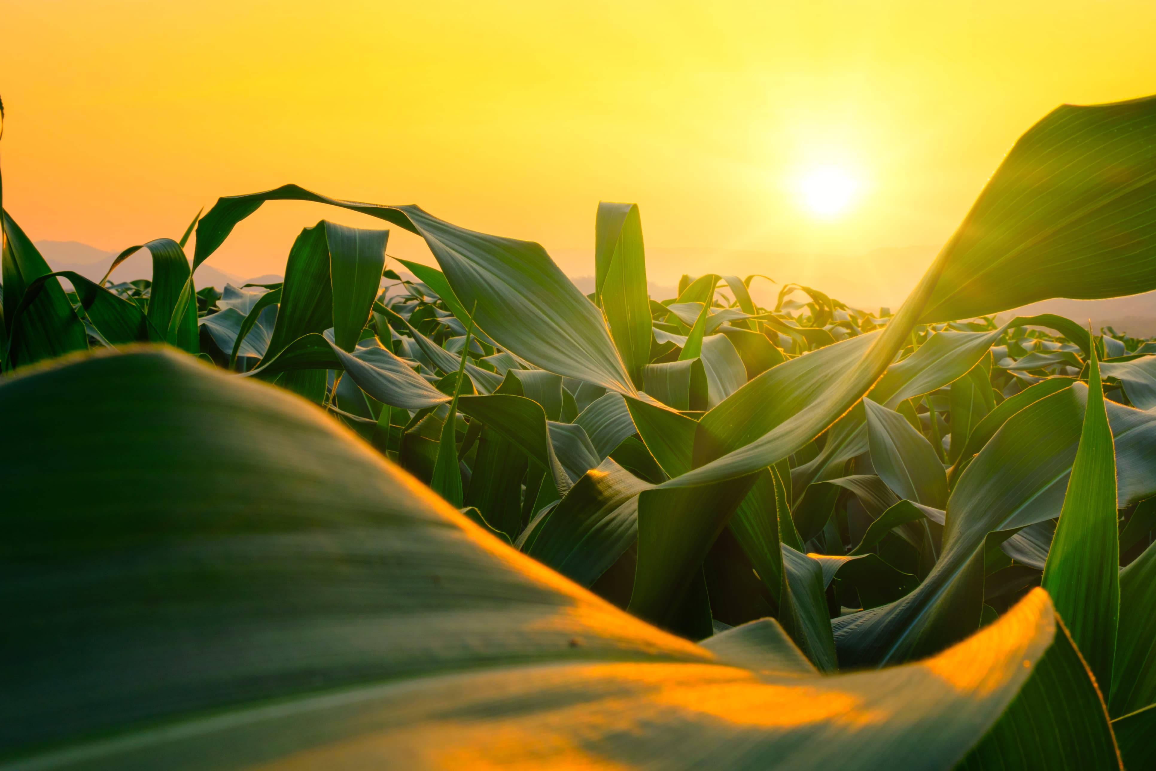 Green corn stalks in the sunlight