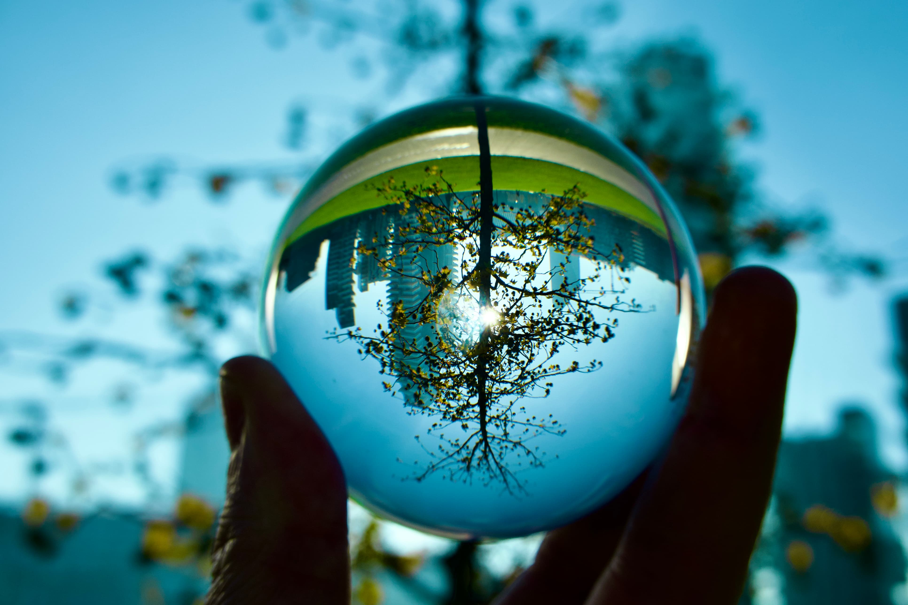 A tree in front of the view of buildings upside down in a glass ball