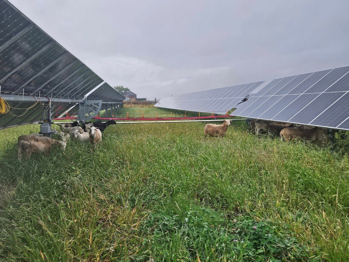 sheep eating grass around solar panels