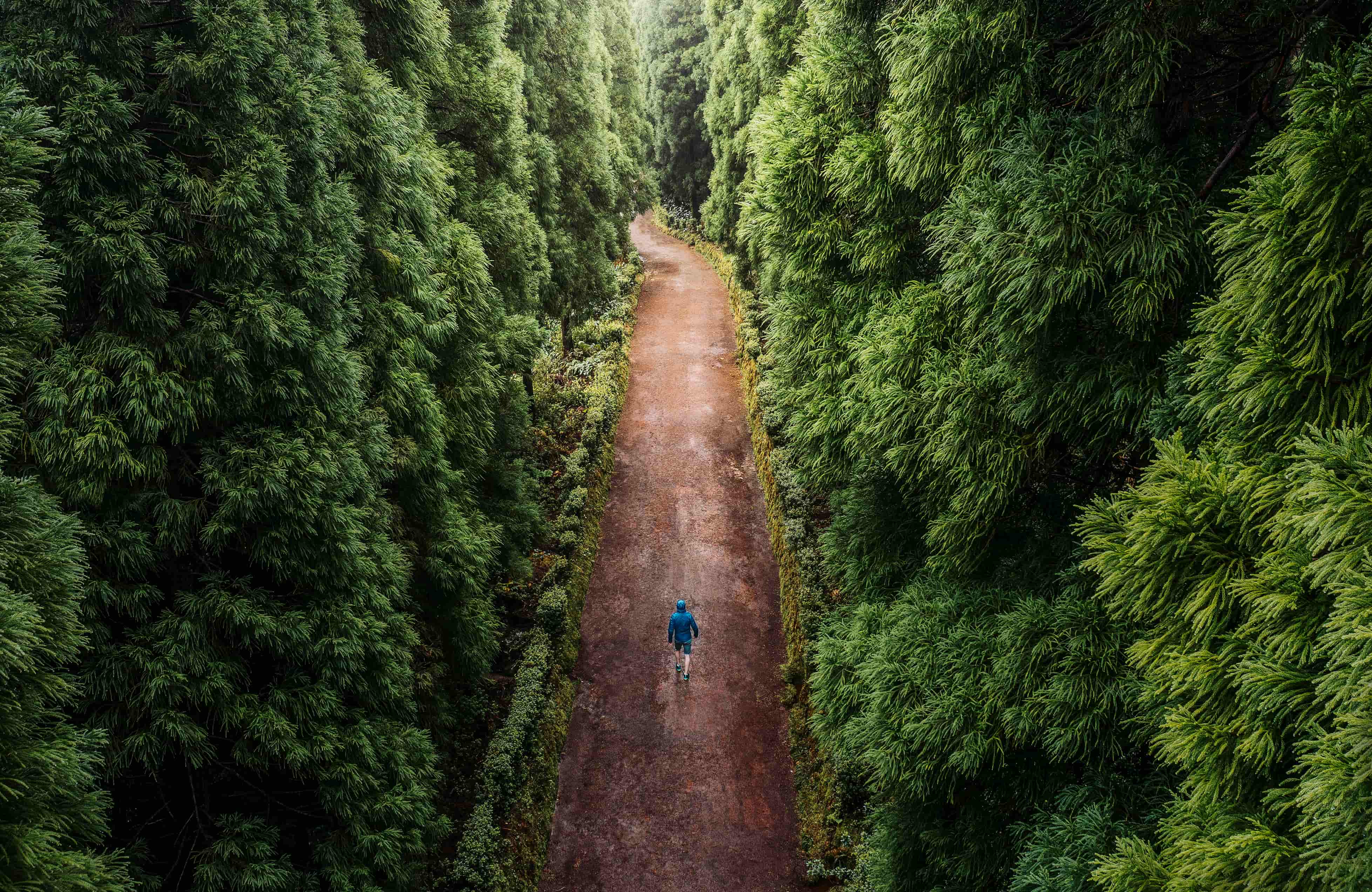 person walking on dirt road through forest