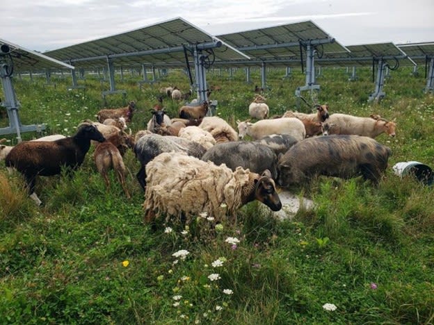 Goast eating grass on a solar farm