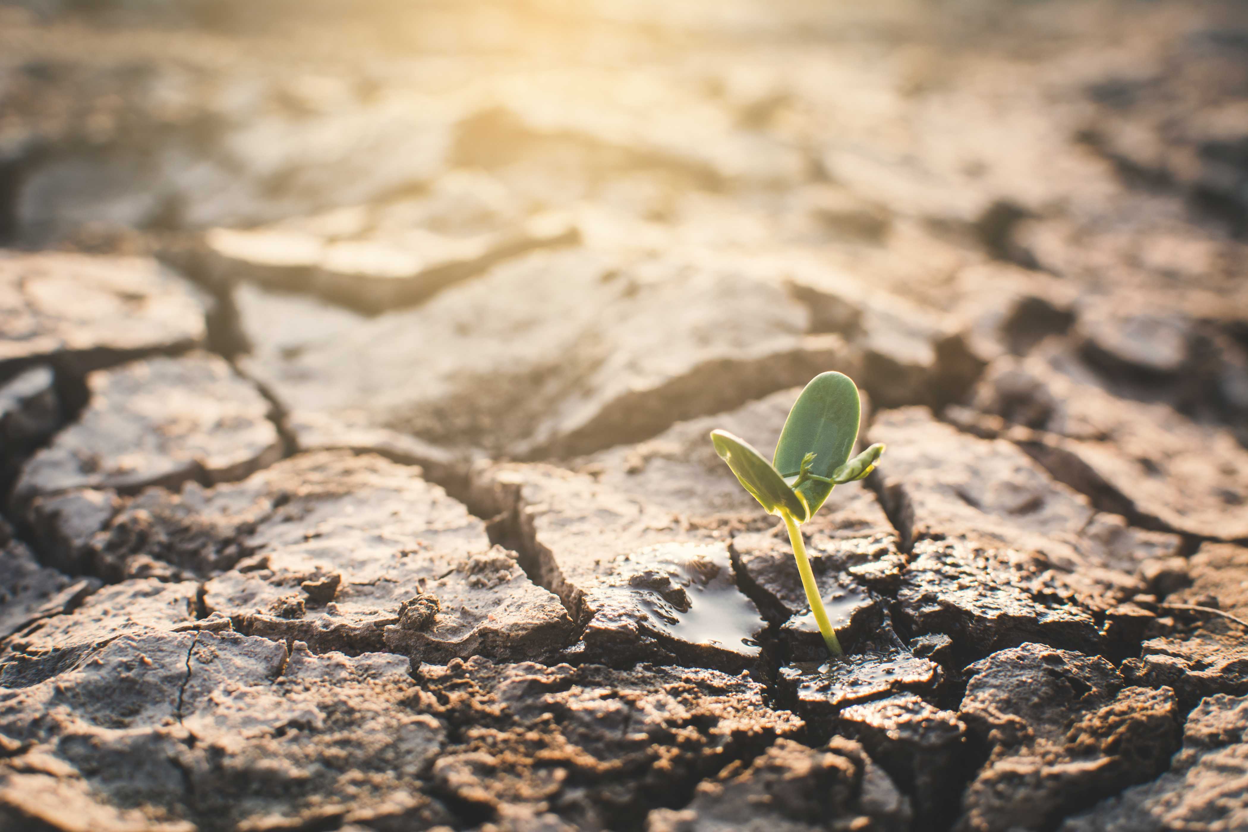 plant growing through dry land