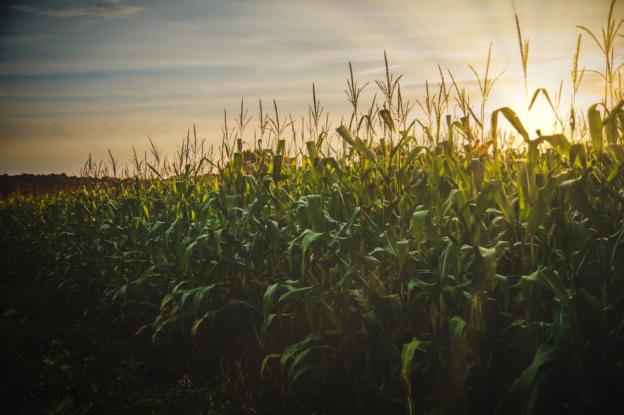 https://www.pexels.com/photo/corn-field-1382102/ Photo by Todd Trapini on Pexels