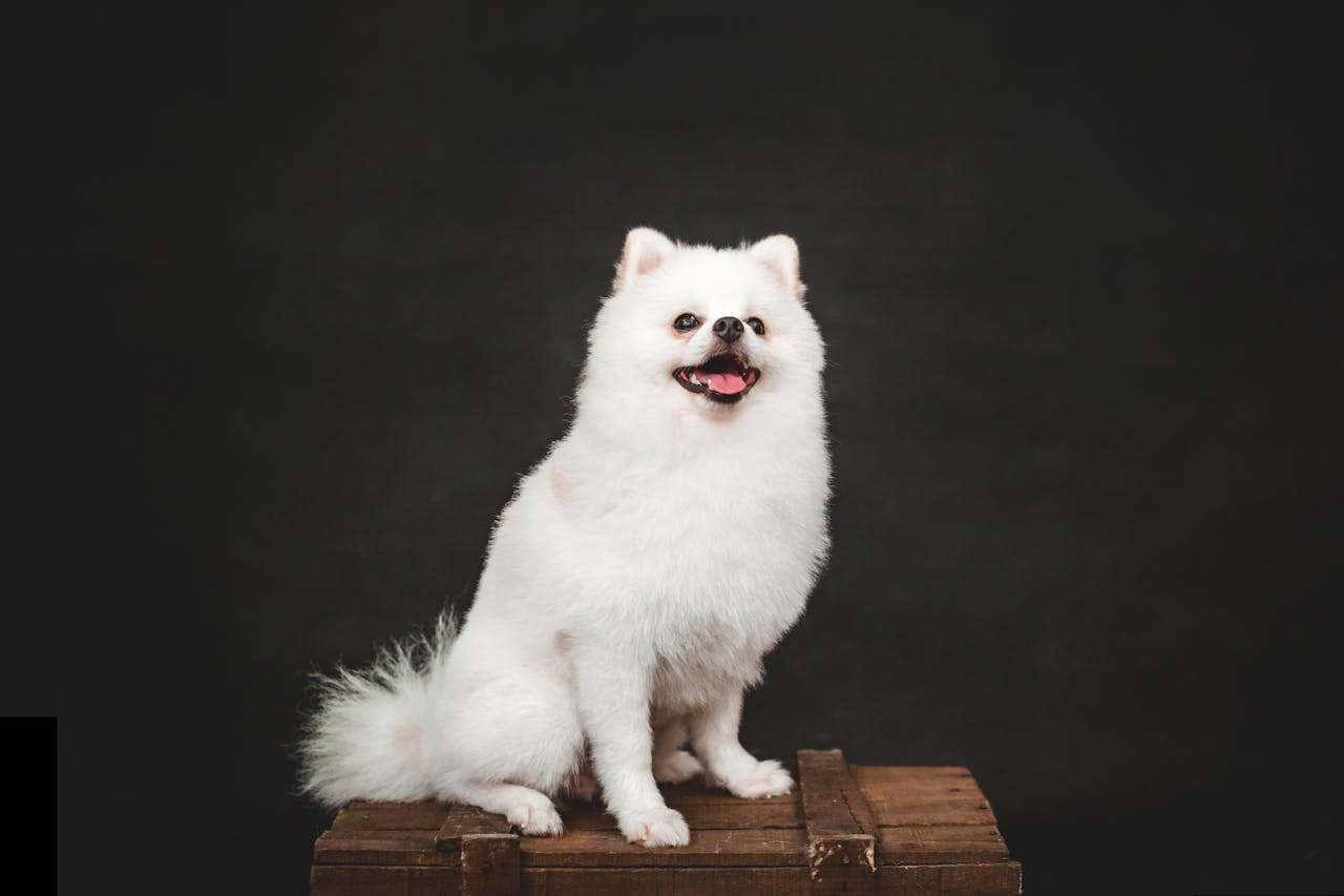 Photo by Pet foto: https://www.pexels.com/photo/white-dog-sitting-on-a-wooden-box-17880521/