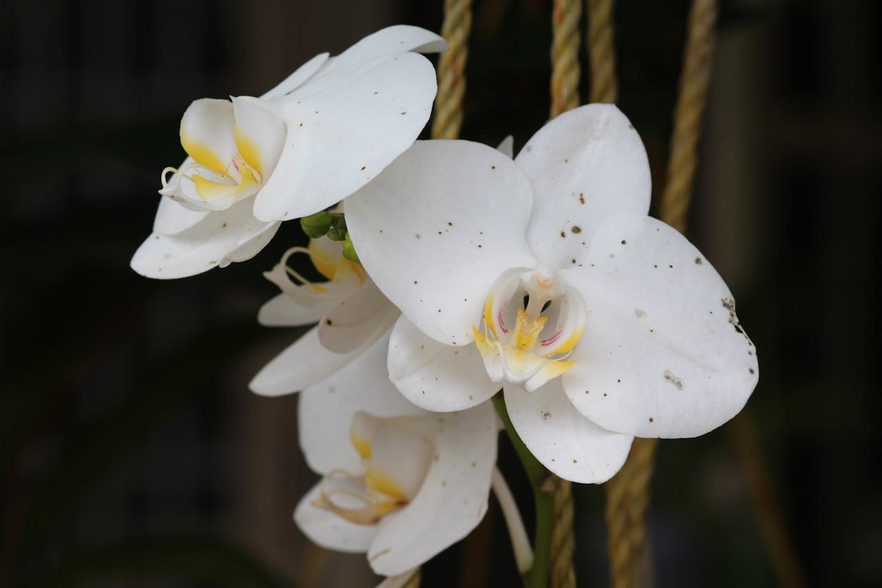 https://www.pexels.com/photo/white-moth-orchid-flower-667309/  Photo by kavan kariappa on Pexels 