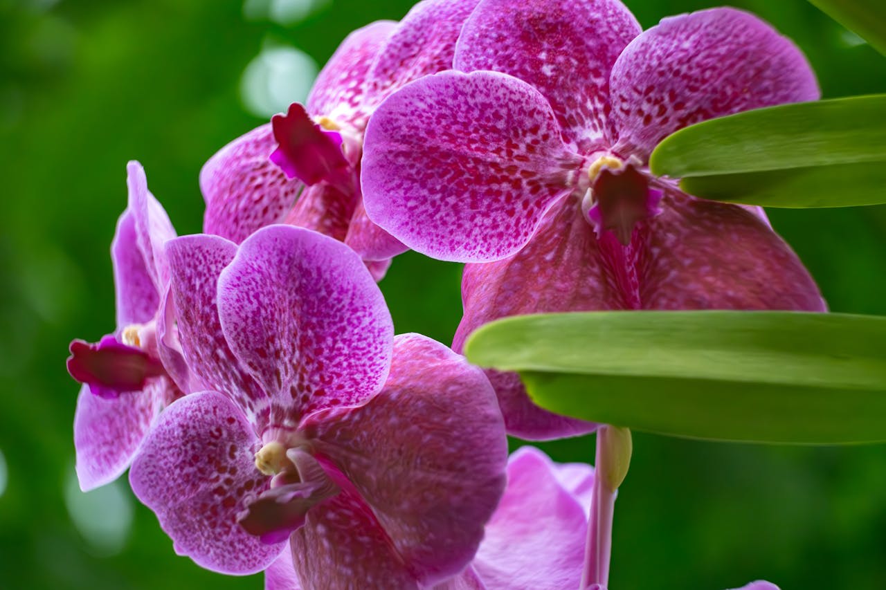 https://www.pexels.com/photo/close-up-of-vibrant-purple-orchids-in-bloom-31071891/  Photo by _Whittington on Pexels 