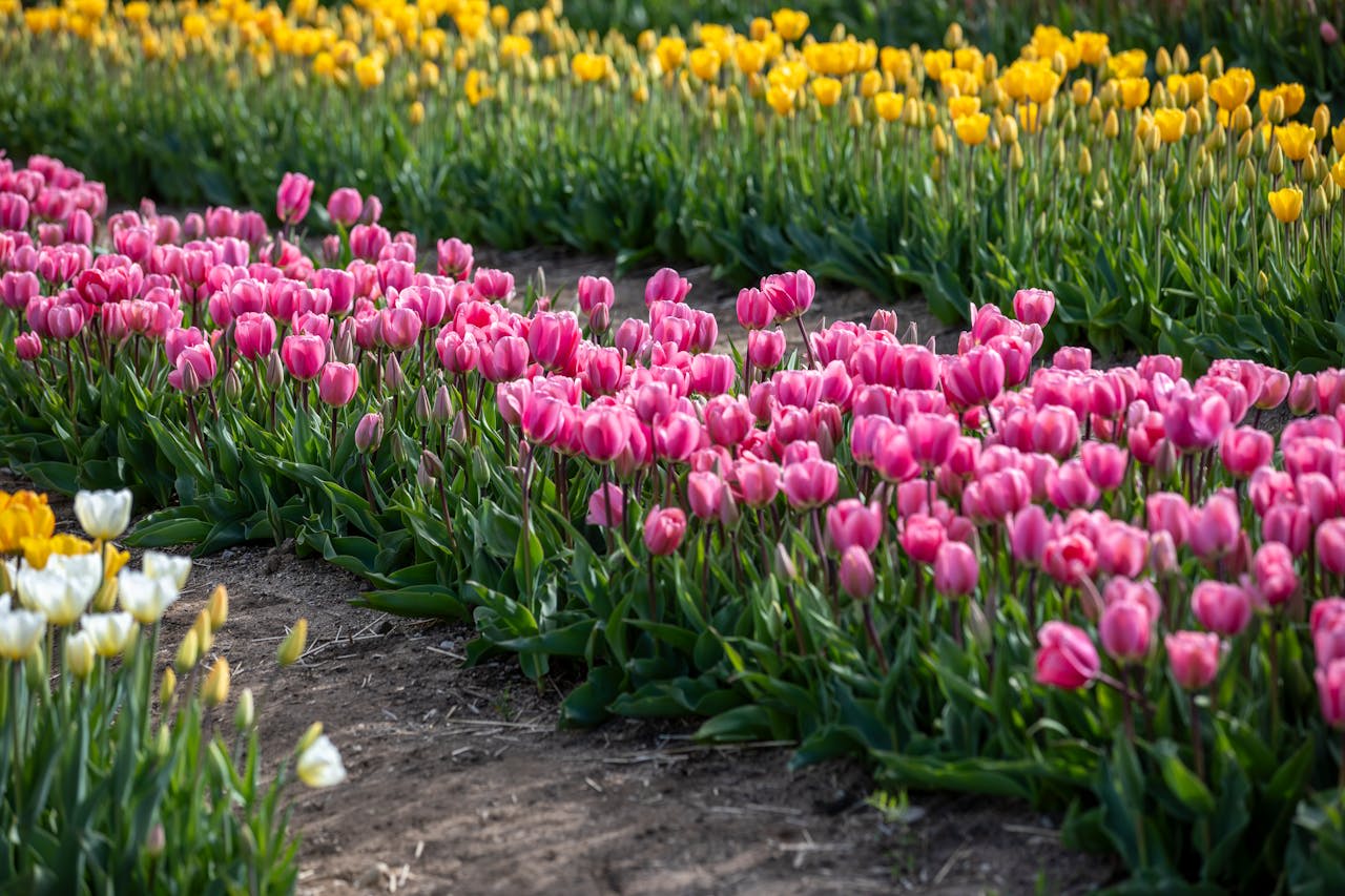 Photo by Liesl Clark: https://www.pexels.com/photo/pink-tulips-on-field-20192596/