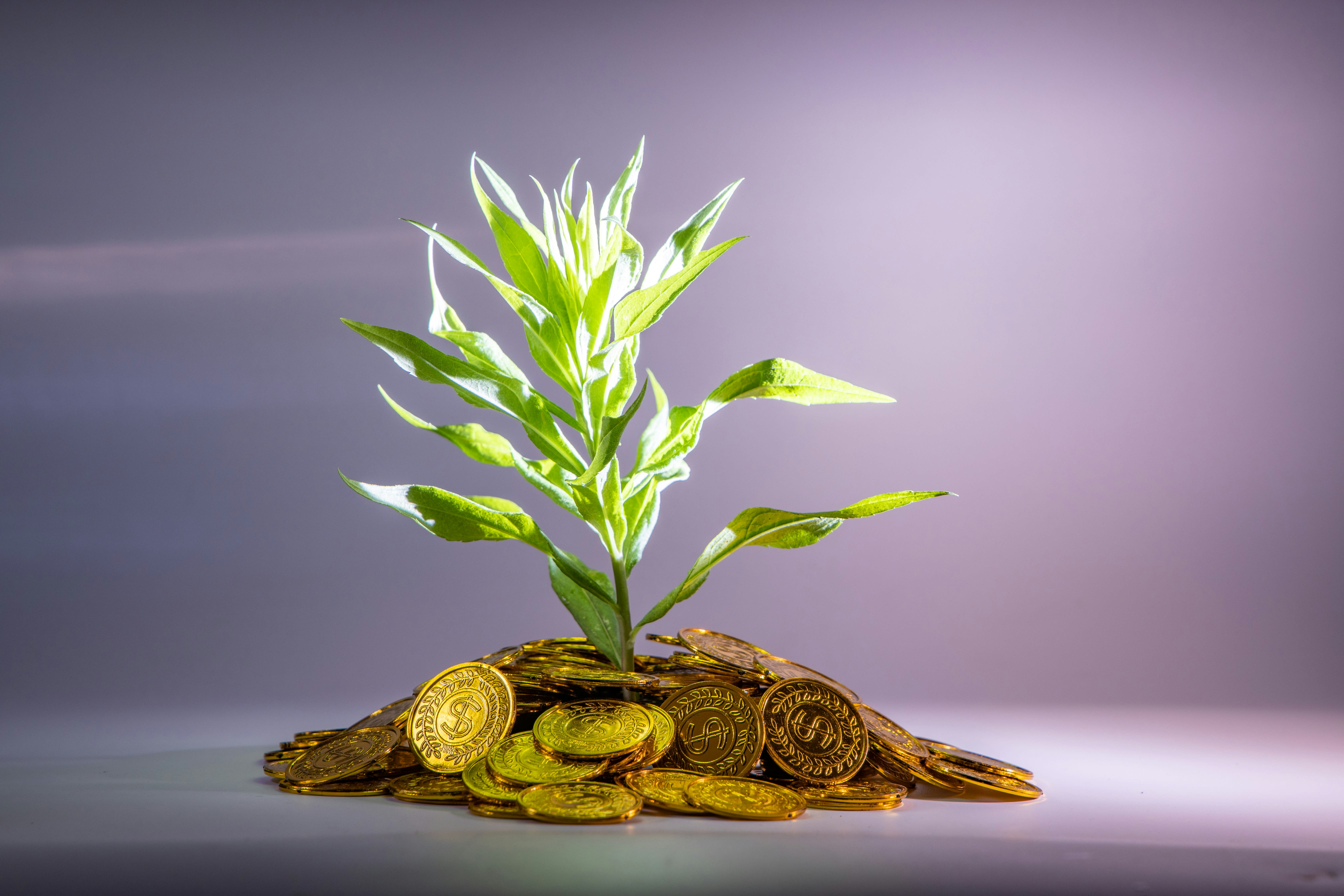 https://unsplash.com/photos/green-leafed-plant-R2qc9qGVFWI