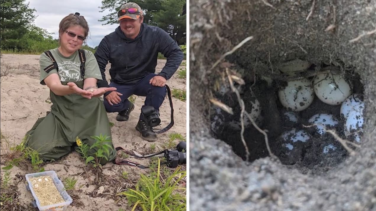 Nipissing First Nation staff holding a small turtle egg beside a close-up photo of a painted turtles’ underground nest with spotted cream-coloured eggs.