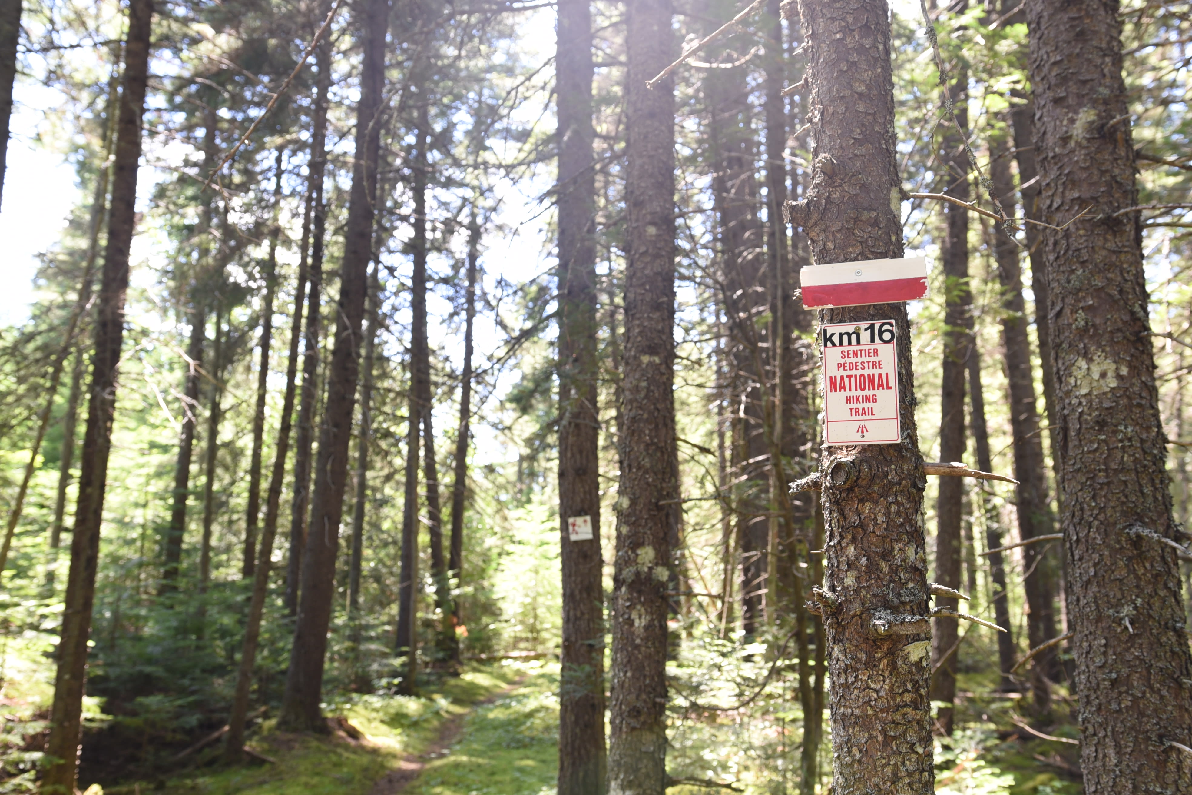 In a sunlit forest of tall pines, a mile marker is affixed to one of the trees. The marker says “Sentier pédestre national / National Hiking Trail” and indicates that this is kilometre 16 of the total length. Photo credit: D. Caron