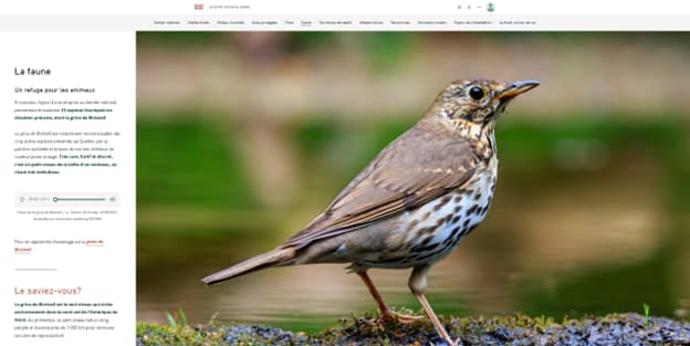 Part of an ArcGIS StoryMaps story entitled “Le Sentier national au Québec : Reconnecter l’humanité à la biodiversité”, particularly a section entitled “Fauna”. The section features a photograph of Bicknell’s thrush, a threatened species of bird. The bird has brown feathers, a speckled belly and throat, and a short pointed beak. It is approximately the size of a sparrow. A sidebar to the photo contains text about Bicknell’s thrush and other animals local to the Sentier national au Québec, as well as a two-minute-long clip of the thrush’s call.