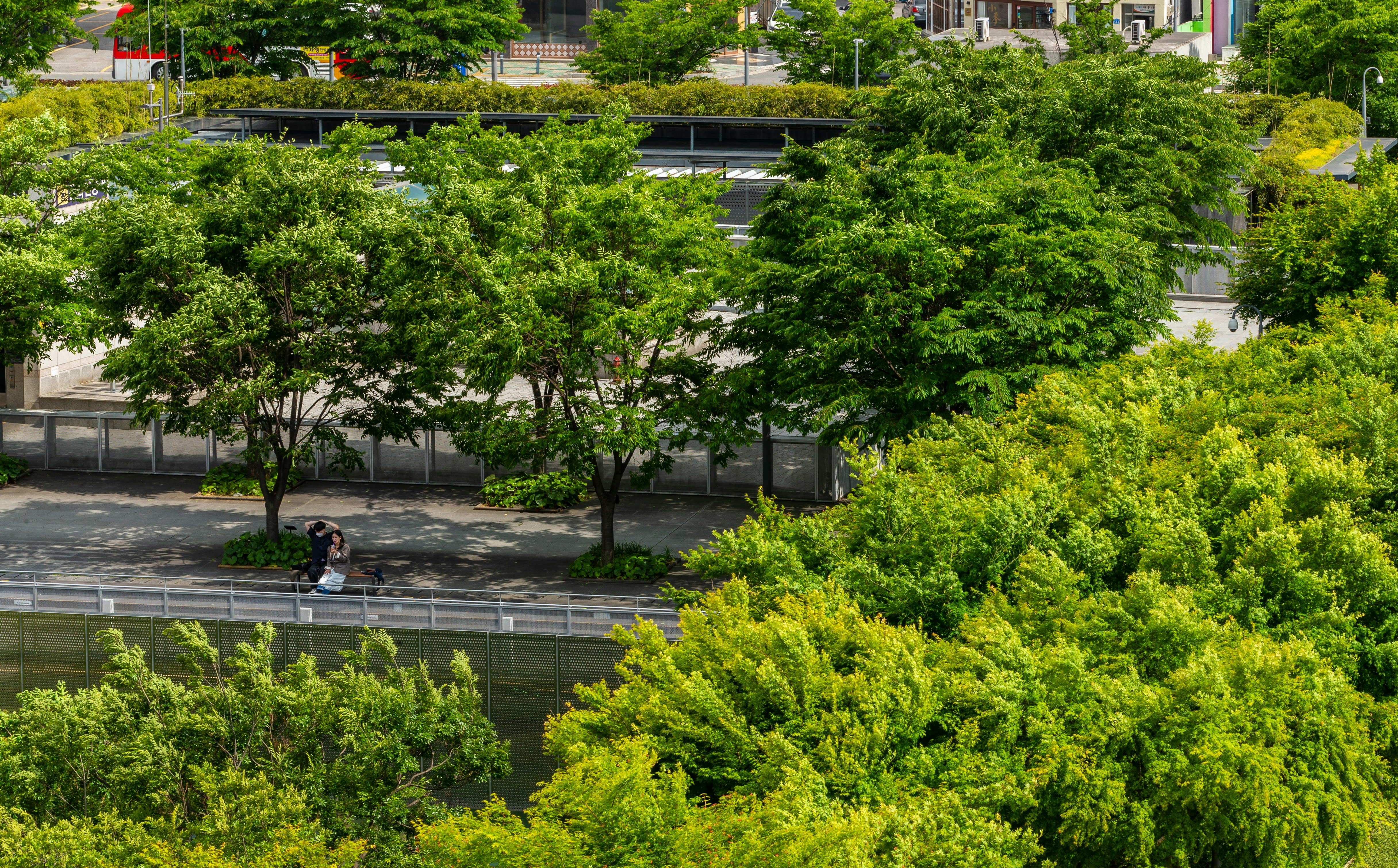 An image of trees in an urban setting.