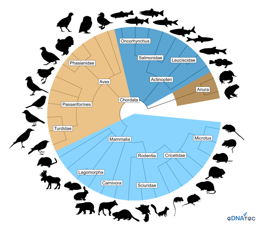 Circular chart showing vertebrate species detected from river water samples in British Columbia, analyzed by eDNAtec. It highlights species diversity, excluding invertebrates.