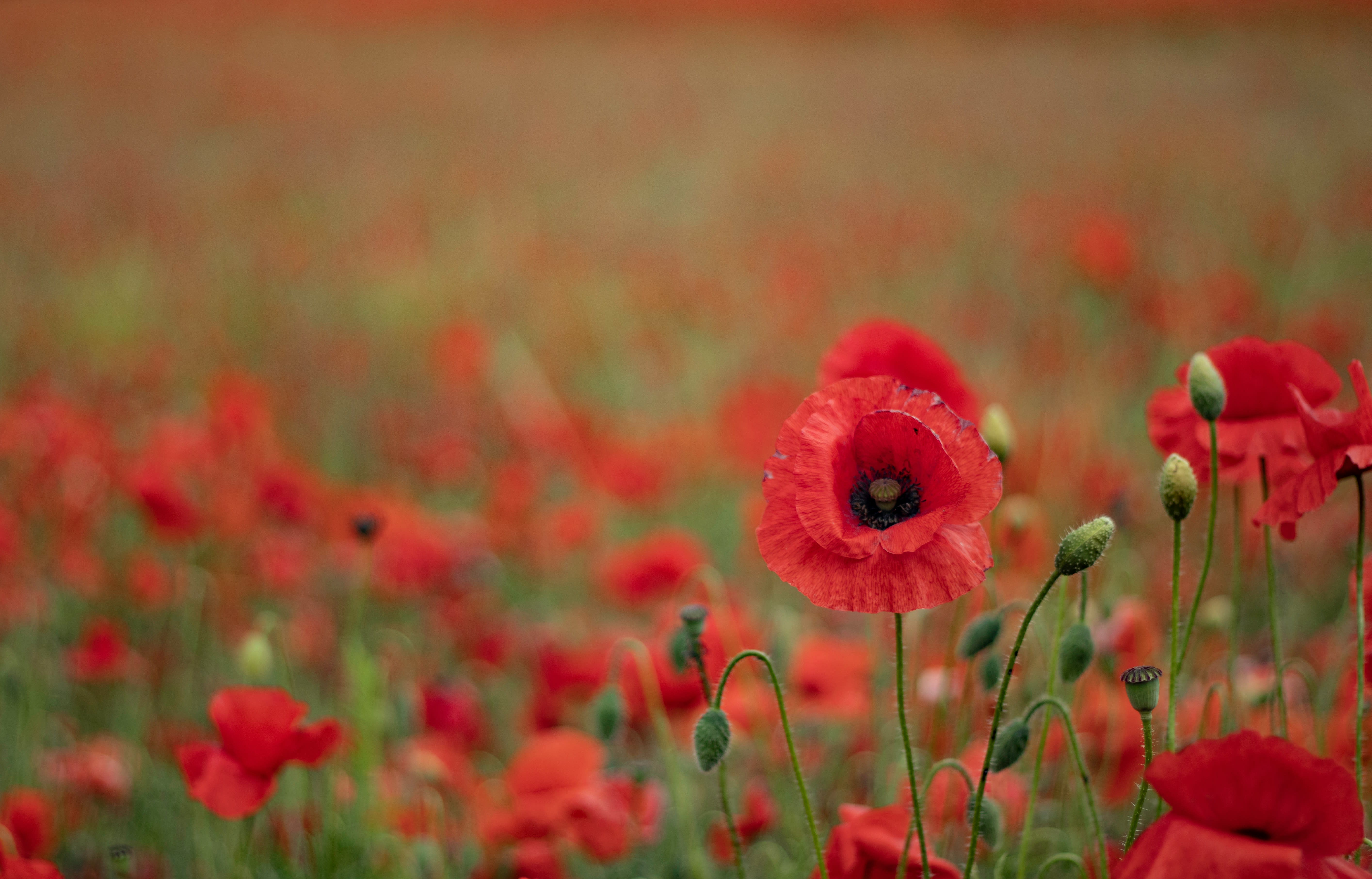 Mapping our History: ArcGIS resources for Remembrance Day