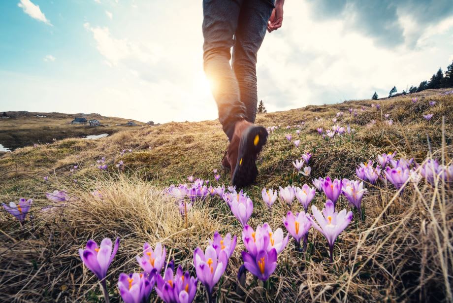 A person walking away in a field with crocuses.