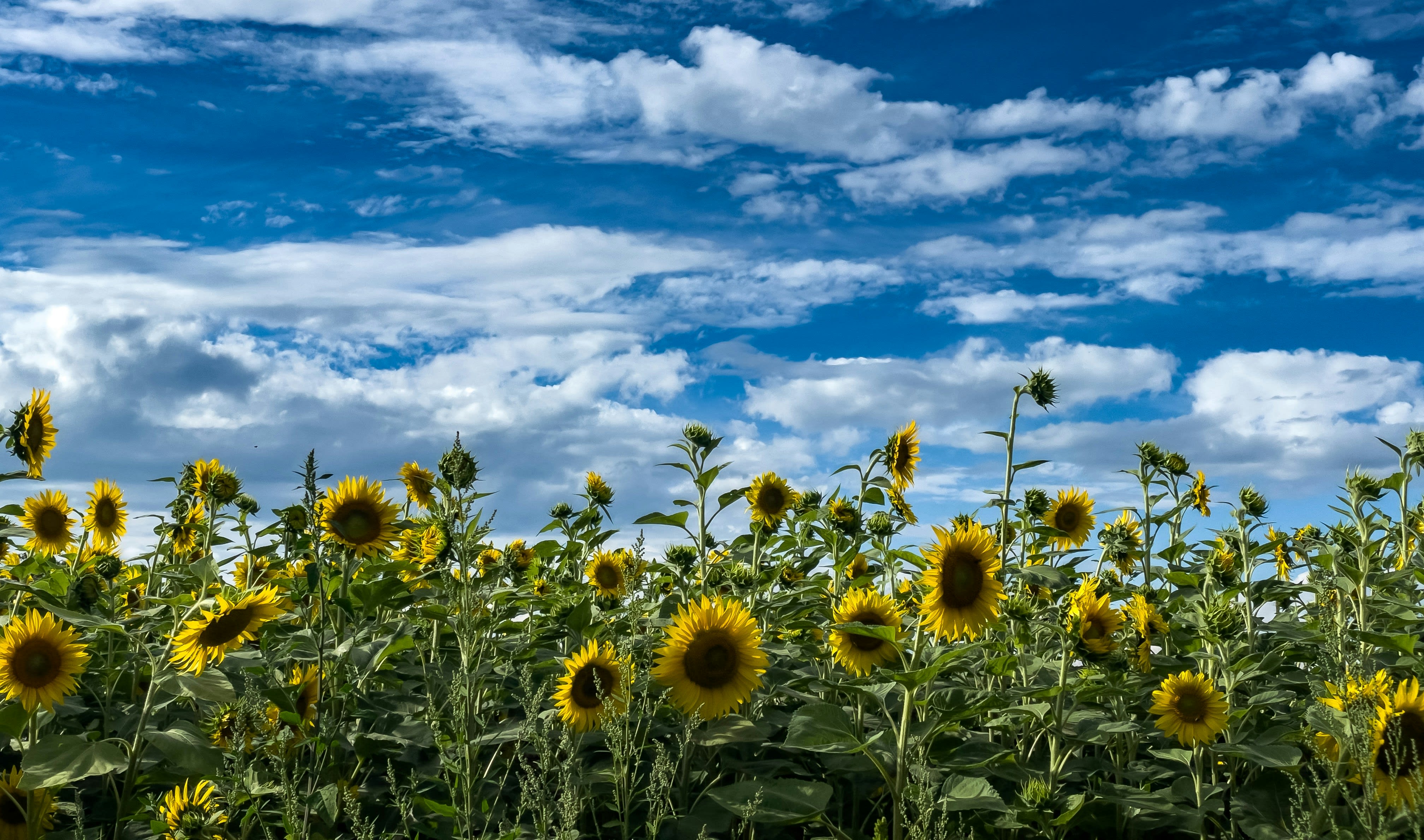 Spark Learning with ArcGIS: Summer Edition