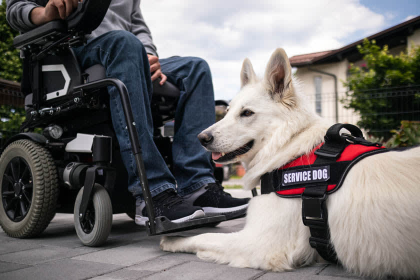 man in wheelchair with service dog laying on the sidewalk