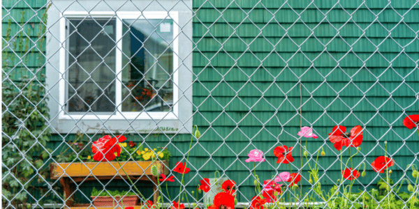 red poppy flowers in front of chain link fence