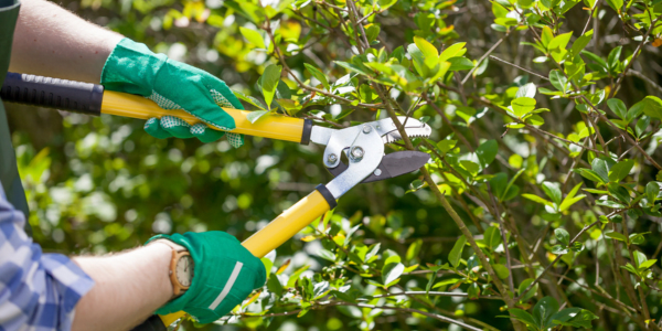 young man pruning tree and trimming tree with gloves