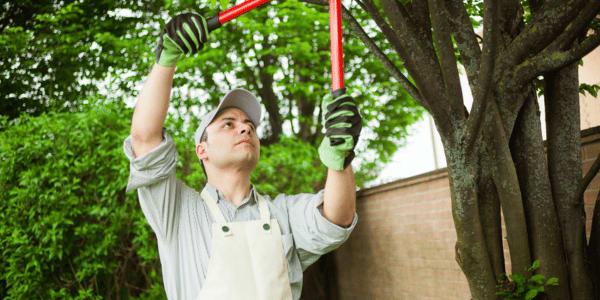 man wearing tree trimming safety gear trimming an outdoor tree